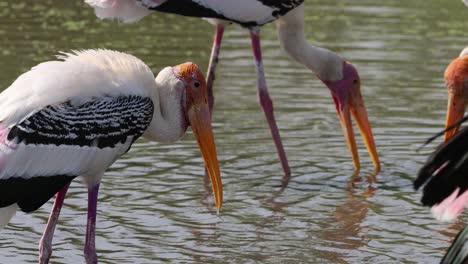 painted storks interacting near a water body