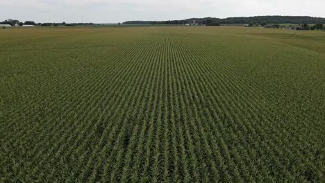 Antena-Sobre-Las-Exuberantes-Plantas-De-Maíz-Cultivadas-Verdes-Dispuestas-En-Patrón-Lineal,-En-Campos-En-El-Campo-Rural