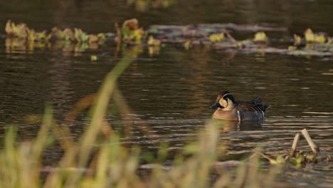 baikal teal sibirionetta formosa playing in lake