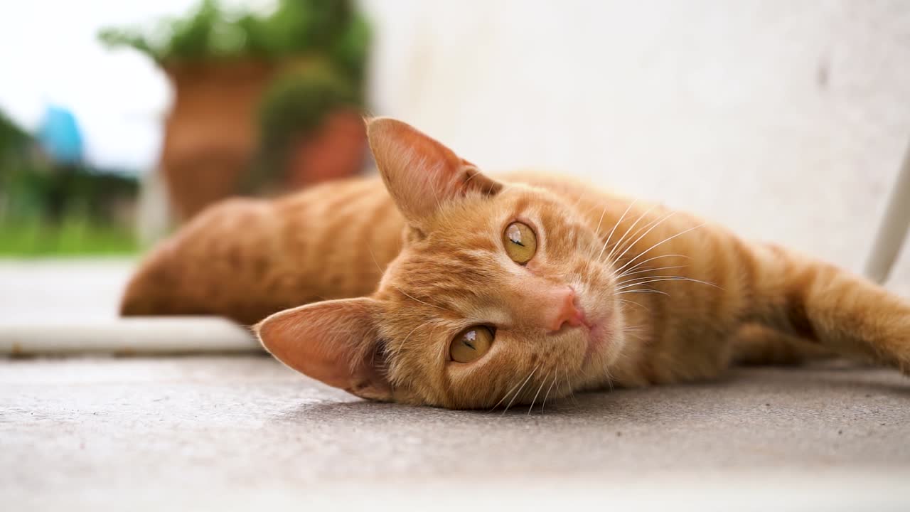 Adorabile gatto soriano arancione sdraiato a terra che guarda la fotocamera