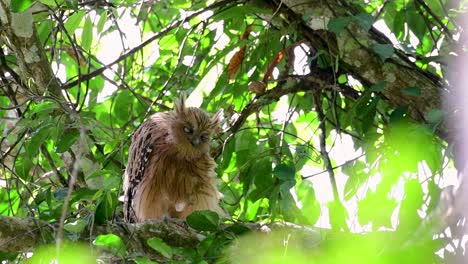 魚烏 (buffy fish owl) 是一個大型烏,但卻是四種烏中最小的