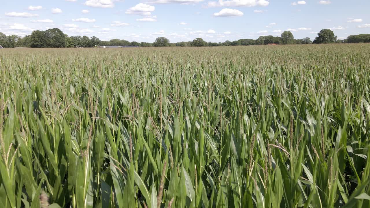 Ripresa aerea di un grande campo di mais verde nei Paesi Bassi
