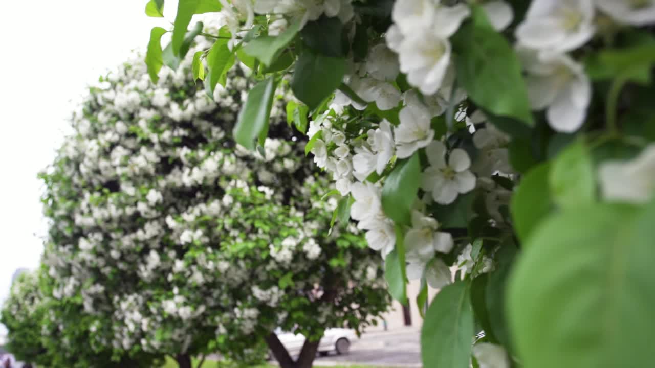 봄에 꽃이 피는 사과나무