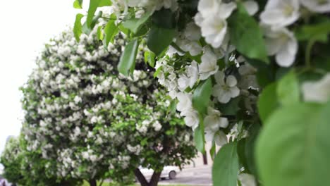 manzanos en flor en primavera