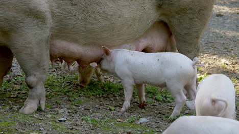 Erwachsenes-Schwein,-Das-Babyferkel-Füttert,-Aus-Dem-Euter-Trinkt-Und-Kuschelt,-Prores-Aus-Der-Nähe