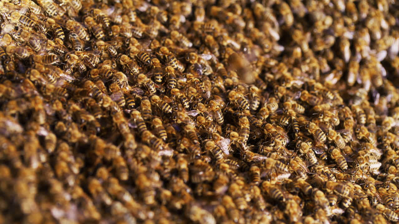 toda la familia de abejas entra en la colmena