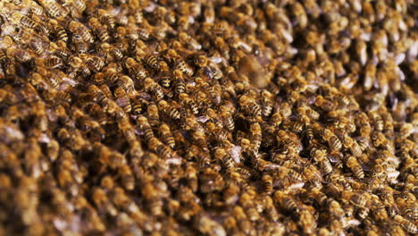 whole family of bees enters the hive