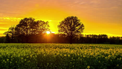 Campos-De-Colza-De-Canola-Contra-Un-Horizonte-Dramático-Desde-El-Amanecer-Hasta-El-Anochecer