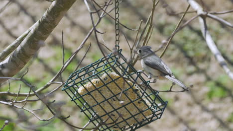 tufted titmouse en un comedero para pájaros sebo durante el final del invierno en carolina del sur