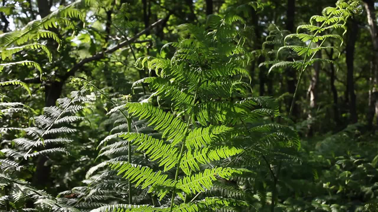 Felce aquilina retroilluminata, Pteridium aquilinum. Tarda primavera. Regno Unito