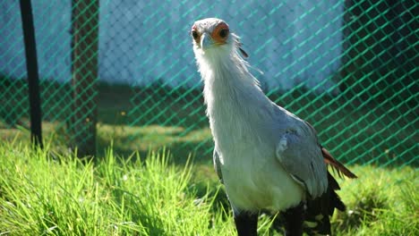 Mittlere-Aufnahme-Eines-Sekretärsvogels,-Der-Auf-Gras-Steht-Und-In-Die-Kamera-Blickt