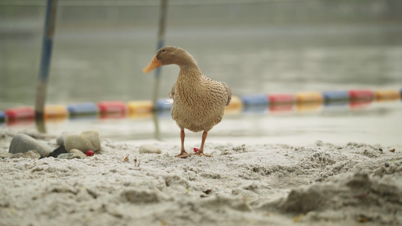 Female Mallard duck standing in the white sand