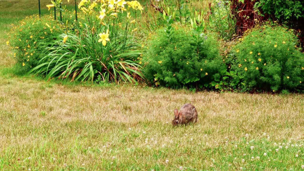 Cute Cottontail Rabbit Eating Clover Flowers On Grassy Ground. wide shot