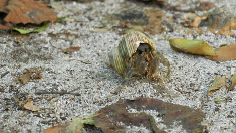 Ein-Einsiedlerkrebs-An-Einem-Sandstrand-In-Einer-Gespülten-Muschel---Isoliert-Nah-Oben