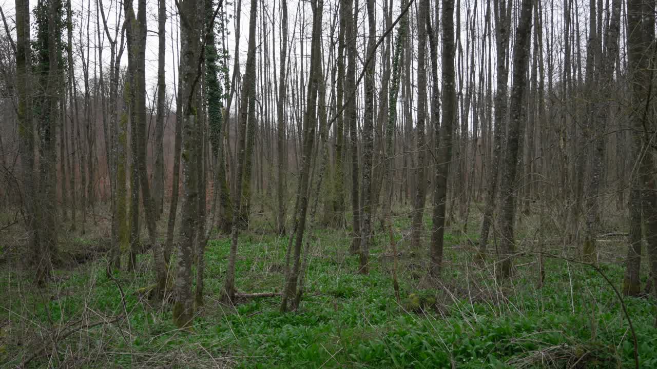 Vista statica ripresa a mano di alberi spogli e muschiosi in una giornata nuvolosa