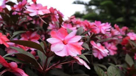colorful impatiens walleriana flower blooming in a flower garden in cebu in the philippines