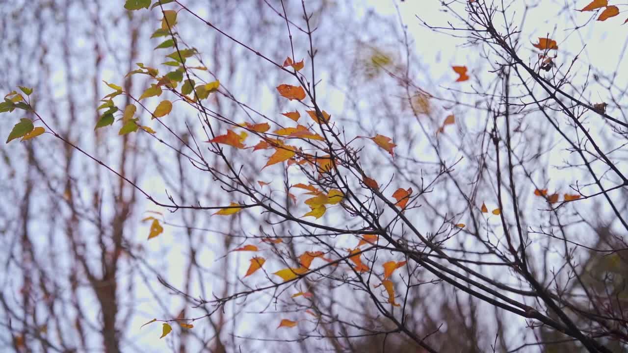 Lähikuva eloisista oransseista ja keltaisista syksyn lehdistä ohuilla oksilla, kuvattuna matalasta kuvakulmasta sumeaa metsätaustaa vasten Jiuzhaigoun kansallispuistossa.