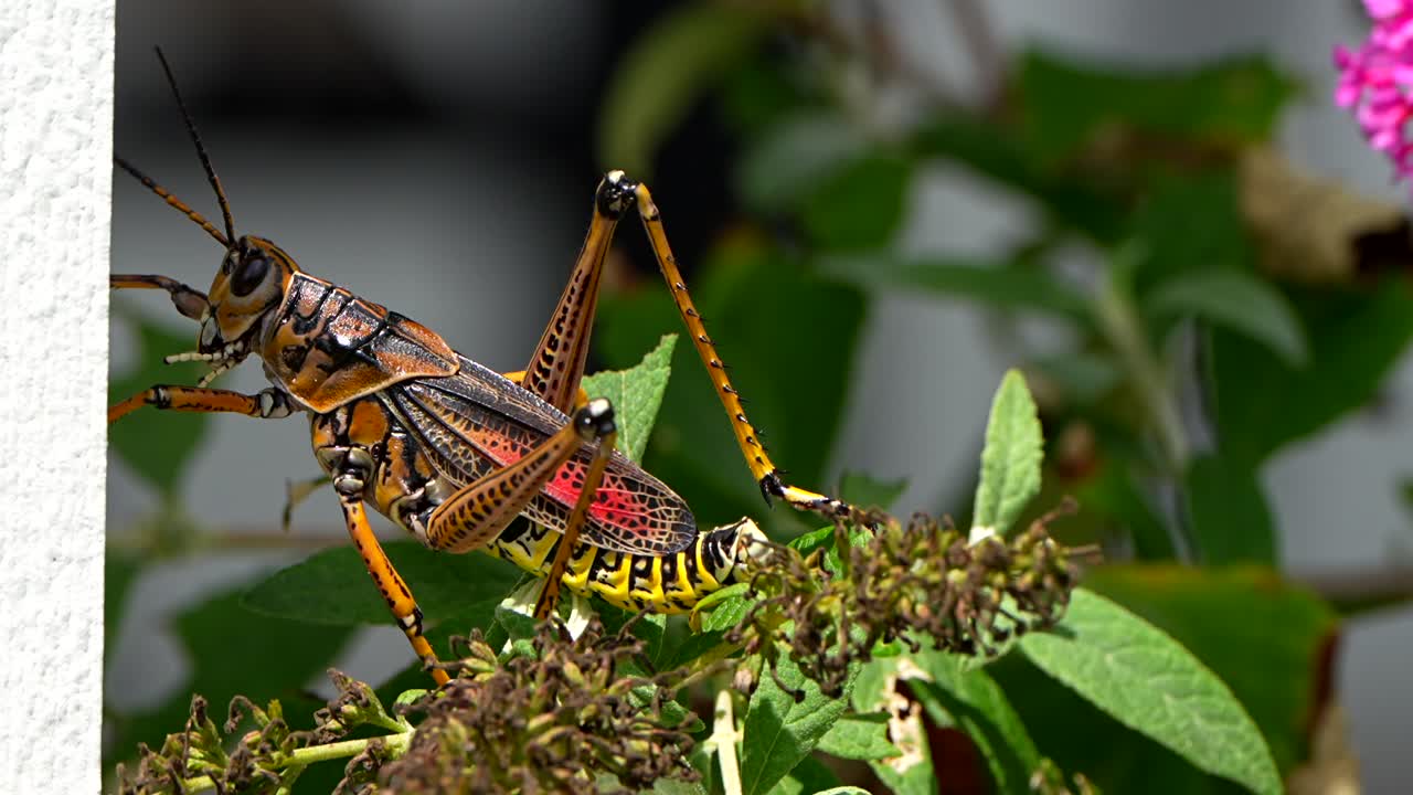Eastern lubber grasshopper climbs onto a wall