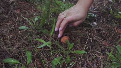 mujer buscando setas en un bosque