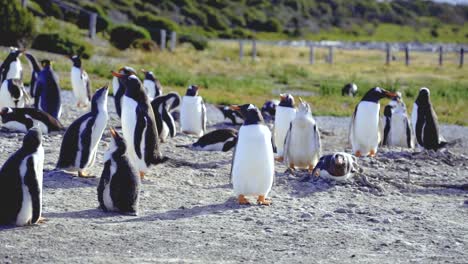 toma panorámica de mano de una gran población de pingüinos en isla martillo, ushuaia en argentina