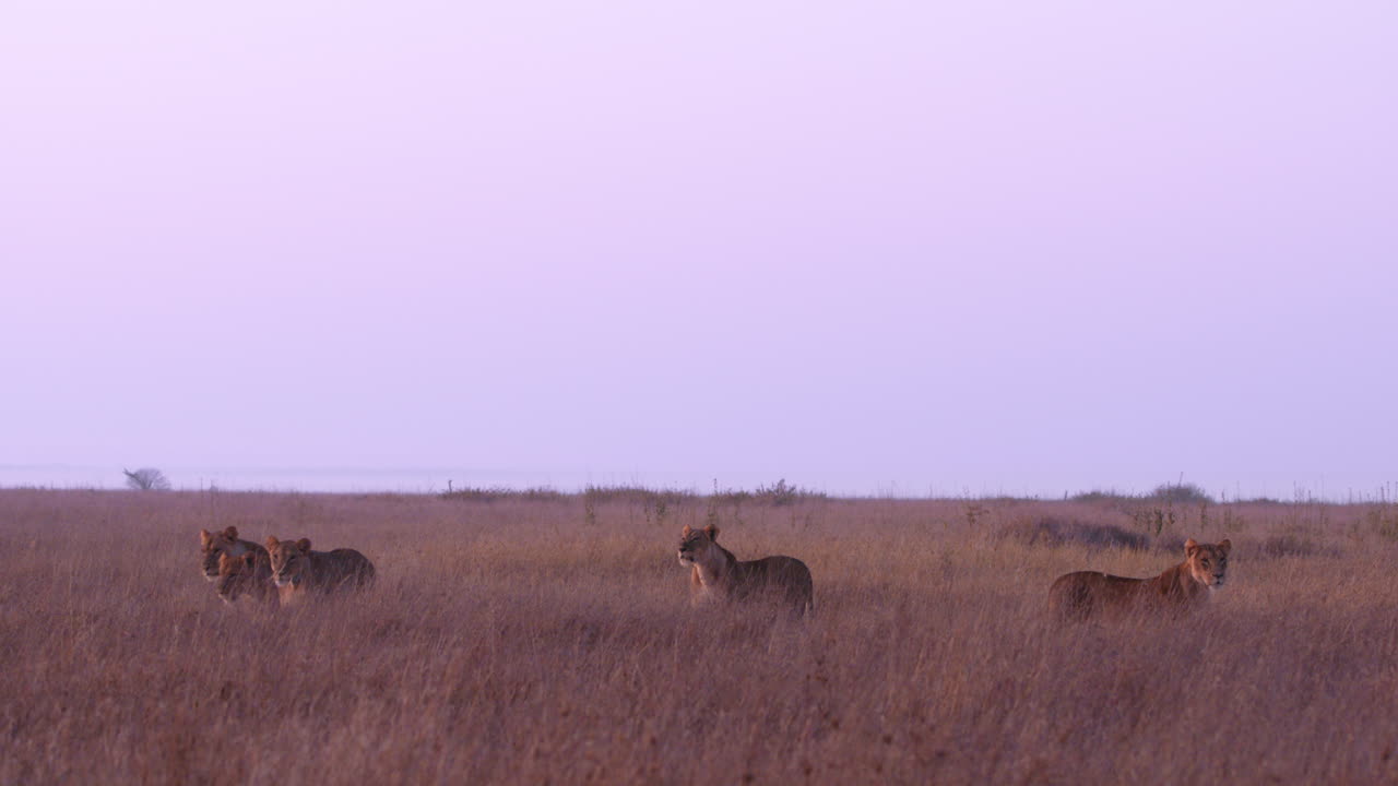 Extreme wide shot of a pride of lions scanning the savannah
