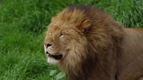 mannelijke leeuw met littekens slow motion