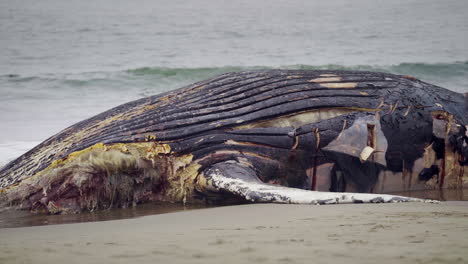 un primerísimo plano pan de ballena jorobada muerta