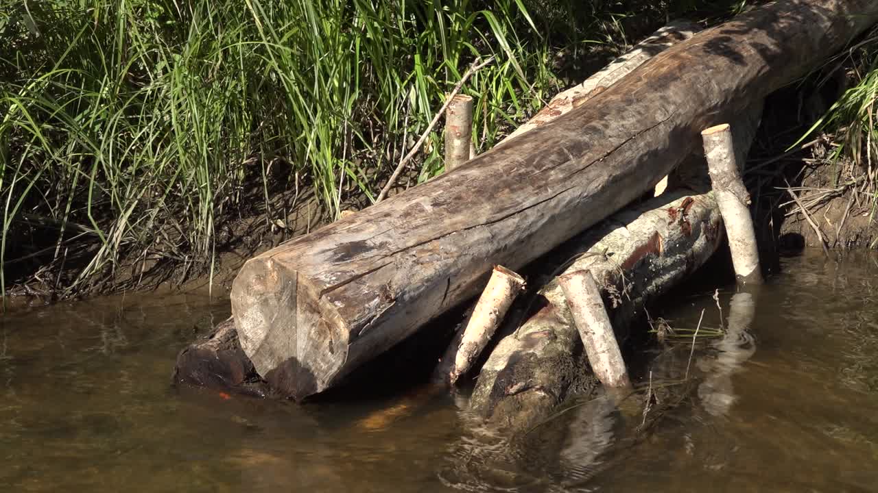 작은 개울이 있는 연어 강-8