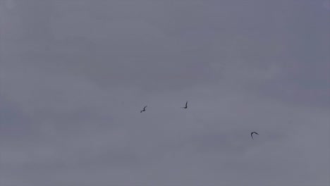 perrots volando en el cielo rápido por la mañana sin luz