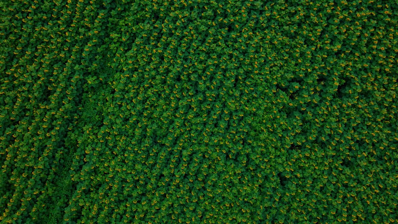 Vista aerea di un campo di girasoli