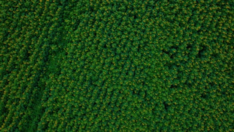 vista aérea de un campo de girasoles