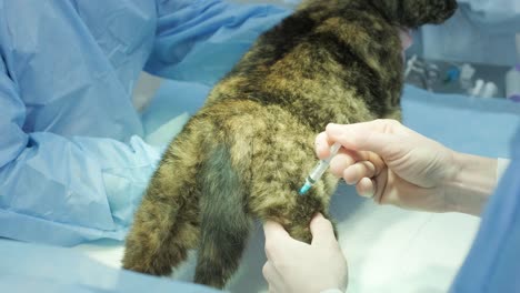 el cirujano veterinario está preparando al gato para la cirugía de castración.
