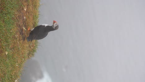 rear view of a puffin standing on a cliff while others fly away