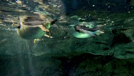 penguin diving and gliding through clear water