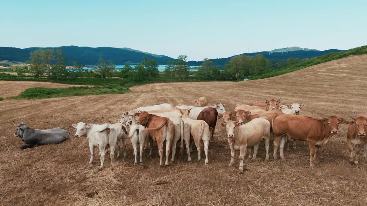 Mandria di bovini al pascolo in un campo rurale arido