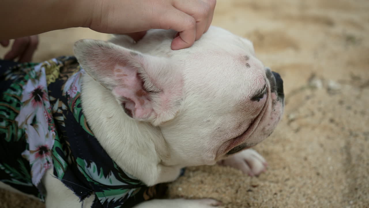 persona abrazando lindo bulldog francés blanco en la playa de arena