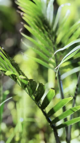 close up of lush green palm leaves in a tropical setting