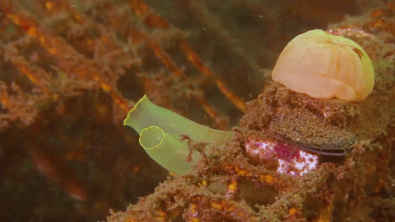 해저에 버려진 녹슨 랍스터 덫에 걸린 성게 해초와 물고기