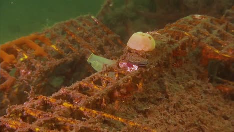 erizos de mar, algas y peces en trampas para langostas abandonadas y oxidadas en el fondo del océano