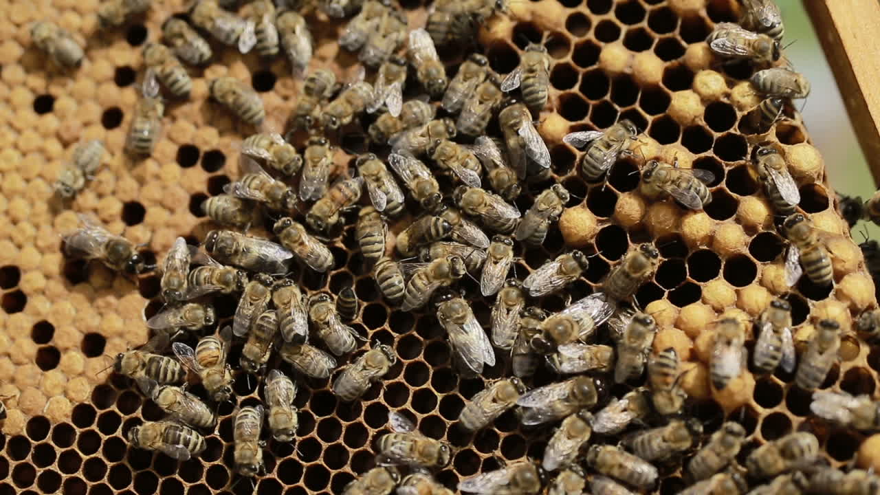 Close Up Of Bees In A Swarm A Hive. Close up of honey bees in a swarm a hive in sunny day
