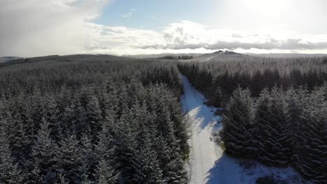 Aerial-pedestal-shot-on-a-snowy-day-looking-over-fir-trees-and-Bellever-Tor-Dartmoor-Devon-England-UK