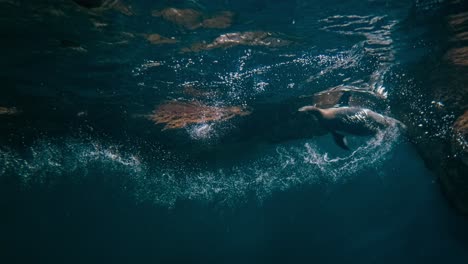 Pingüinos-Nadando-Bajo-Agua-Azul.-El-Pingüino-De-Humboldt-(Spheniscus-Humboldti)-Es-Un-Pingüino-De-Tamaño-Mediano.