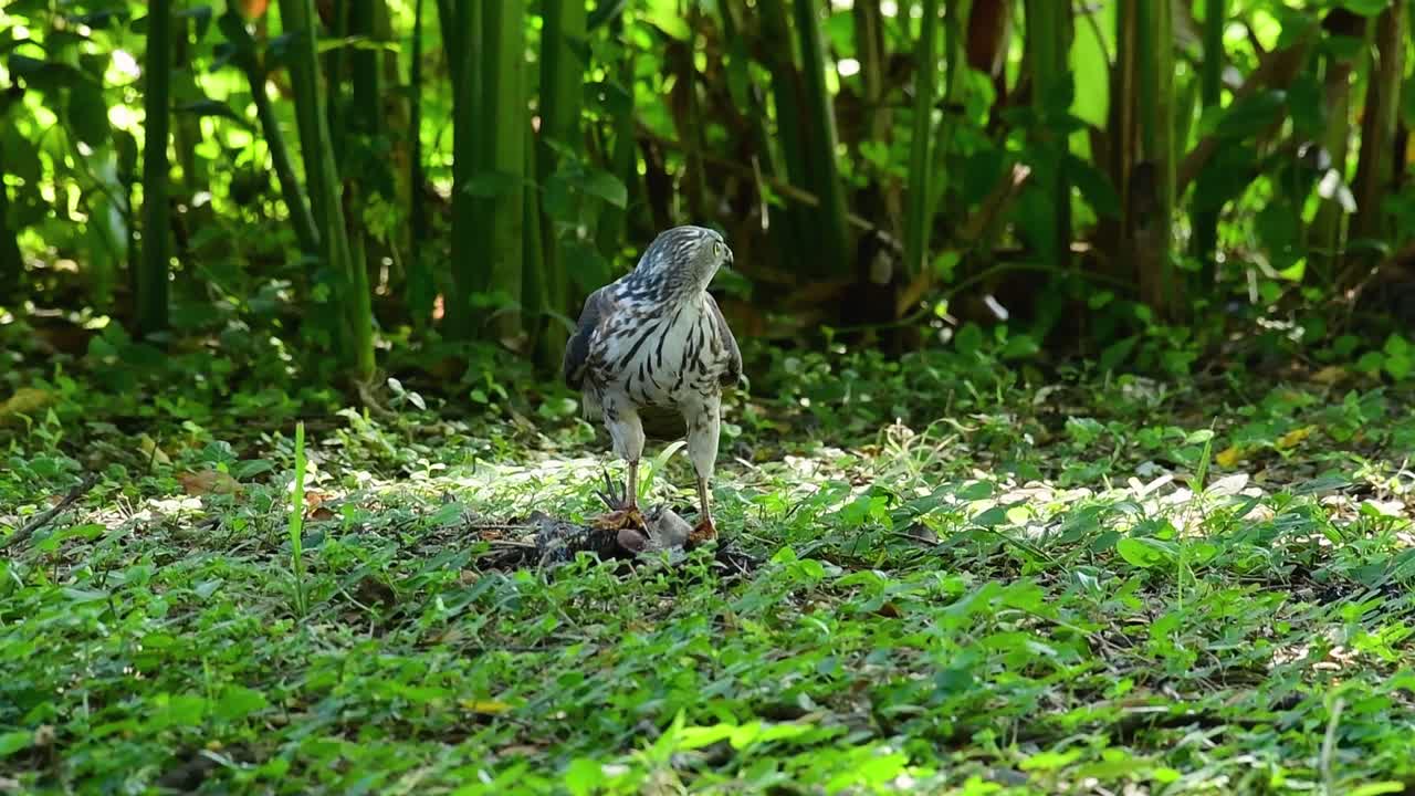 shikra alimentándose de otro pájaro en el suelo, esta ave de rapiña atrapó un pájaro para desayunar y estaba ocupado comiendo, luego se asustó y se fue