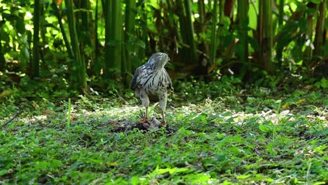 Shikra,-Der-Sich-Von-Einem-Anderen-Vogel-Auf-Dem-Boden-Ernährte,-Dieser-Raubvogel-Fing-Einen-Vogel-Zum-Frühstück-Und-Er-War-Damit-Beschäftigt-Zu-Essen,-Dann-Wurde-Er-Erschrocken-Und-Flog-Davon