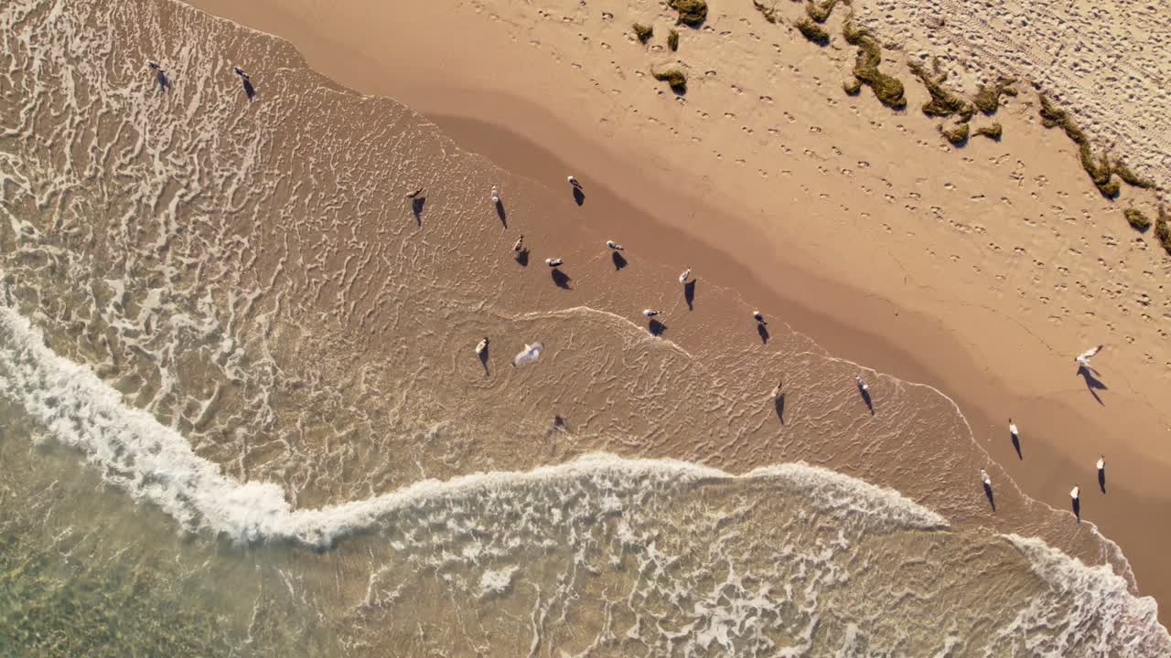 드론은 모래 해변의 도 아래로 서쪽  비치에 해안으로 굴러가는 은 푸른 바다의 파도에서 바다표범과 함께