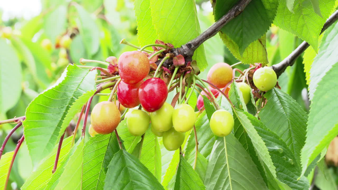 Ciliegie rosse che maturano sull'albero alla luce del sole