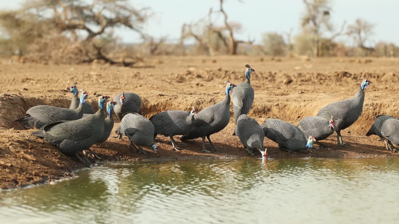 Wide shot of a flock of helmeted guinea fowl drinking at a waterhole in front of an underground hide, Mashatu Game Reserve.