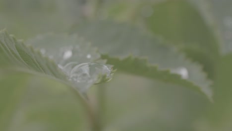 dew drops on leaves