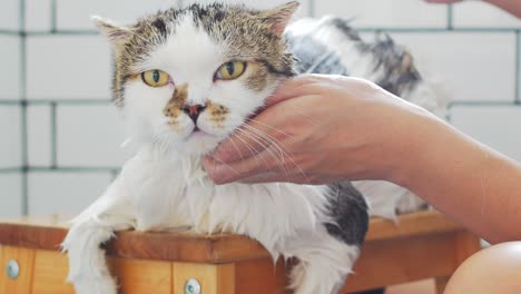 a woman taking a bath for her scottish fold cat in a toilet with a shower.