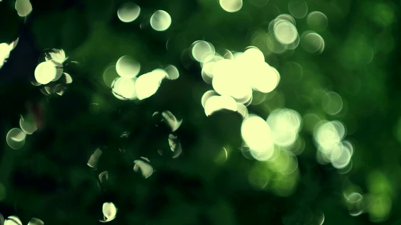 잎을 통해 태양에서 보케 빛